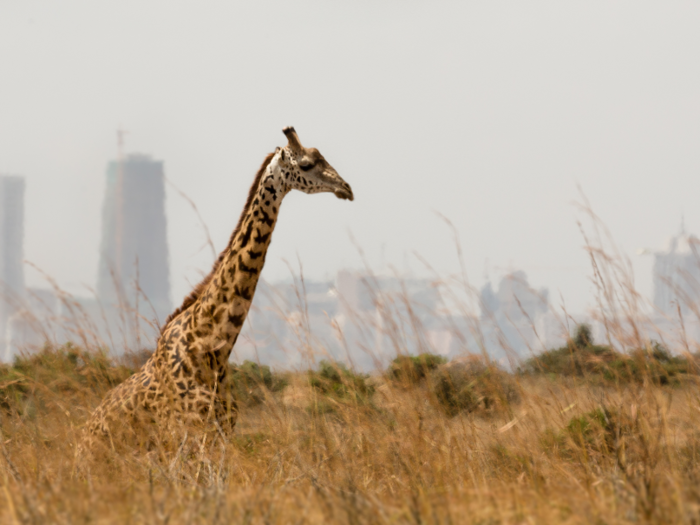 The giraffe is the tallest animal on Earth.