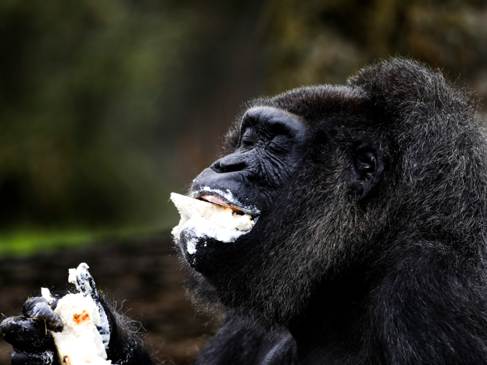 The oldest female gorilla living today is thought to be 61.