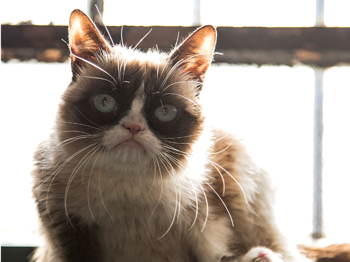 Grumpy-looking cat goes viral, cheers millions