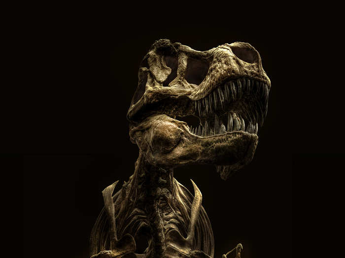 This Tyrannosaurus rex resides in the Senckenberg Naturmuseum in Frankfurt, Germany.