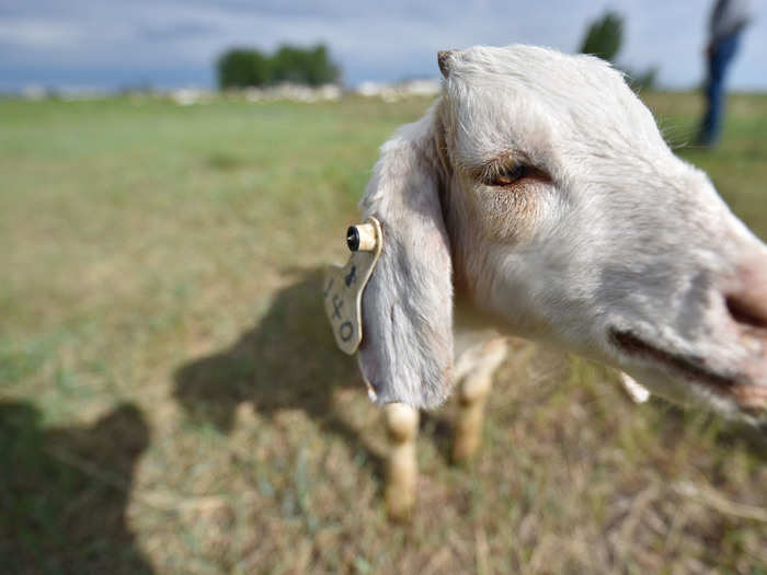 "Over the last three years, the goats have been reducing the seed base in the ground," Delorme said. "Each year, there are less seeds and weeds and they continue to be reduced."