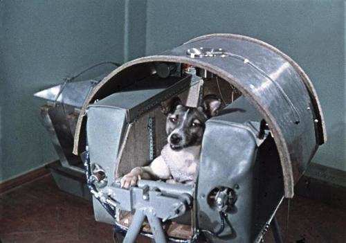 A dog sent to die and tortoises that flew around the moon: These are the  most famous, bizarre, and important animals that have been sent to space |  BusinessInsider India