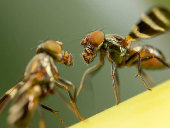 Fruit flies were the first animals in space, and NASA still sends them to the International Space Station to help us understand how space impacts the human body.