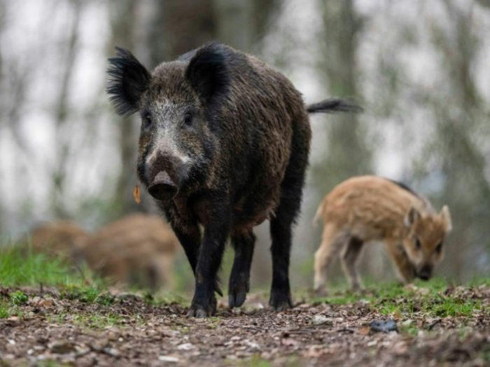 Wild boars, or the Eurasian wild pig, are on every continent except Antarctica. In Europe, there are now more than 10 million boars running wild. Their numbers have boomed since the 1980s due to three things: warmer climates, improved agriculture, and declining predators.