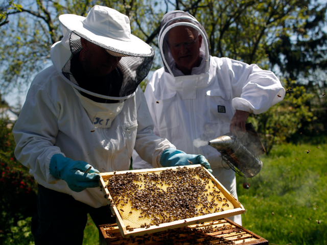 The Colony Collapse Disorder Affecting The Worldwide