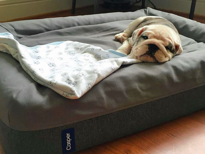 A dog bed as comfortable as yours