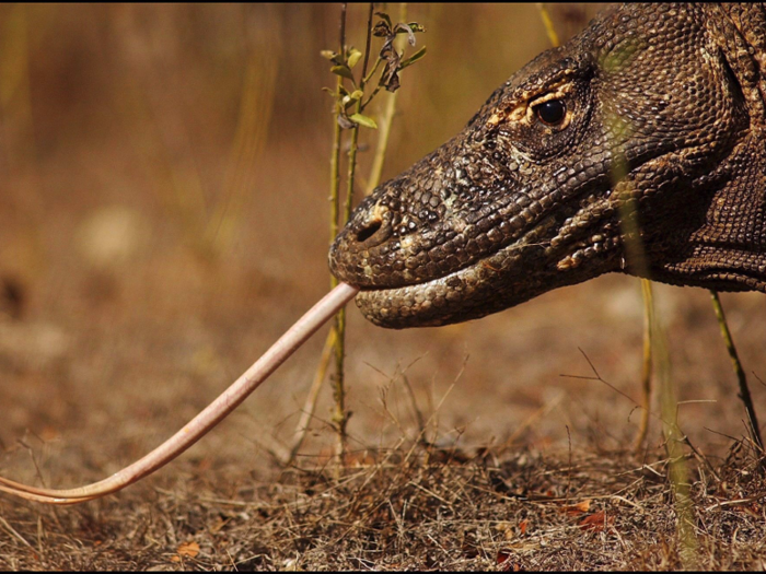 A Komodo dragon extending its tongue, which helps it smell prey from up to seven kilometers away.