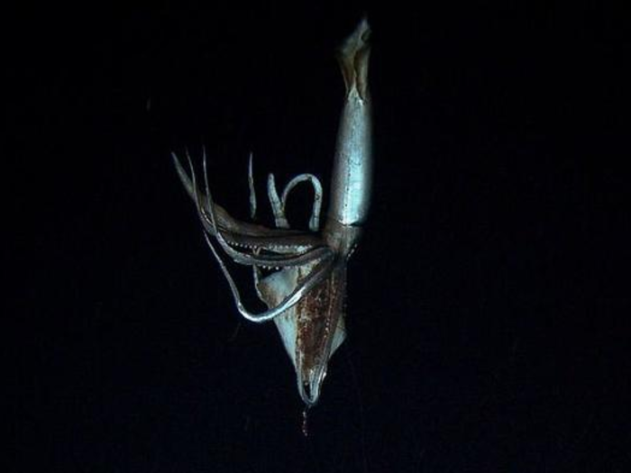 Living 1,300 to 3,000 feet down in the ocean, giant squid inhabit the deepest, darkest places in the world. No one knows for sure how long they live for, how they find partners, how they migrate, where they lay their eggs, or even if they make any sounds. To put it bluntly, the giant squid remains a mystery.