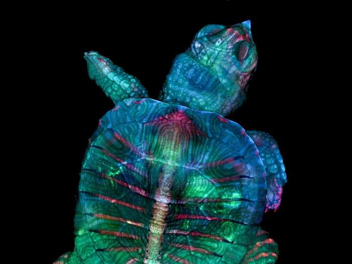 A fluorescent photo of a turtle embryo took first place. The photographers stacked and stitched together hundreds of images to fully capture every detail.