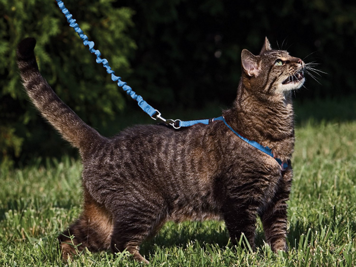 Kitty Holster Cat Harness 