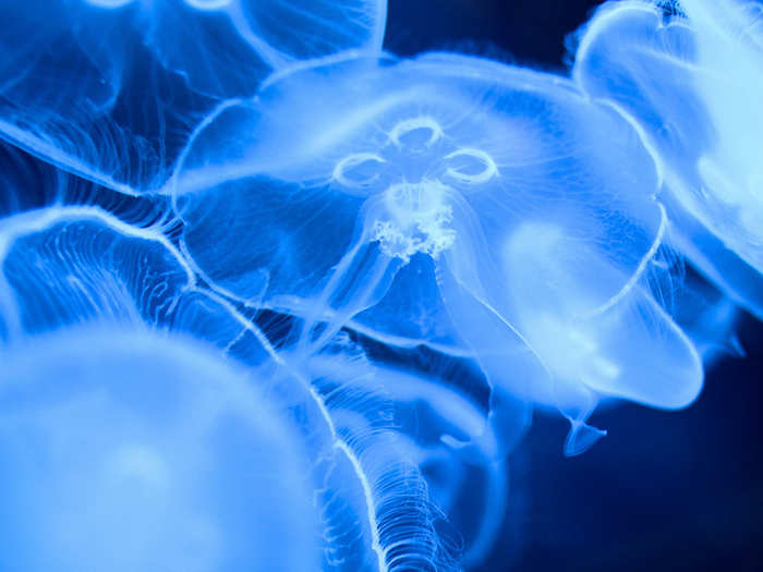 Jellies are 95% water. The creatures don't have brains, stomachs, intestines, or lungs.