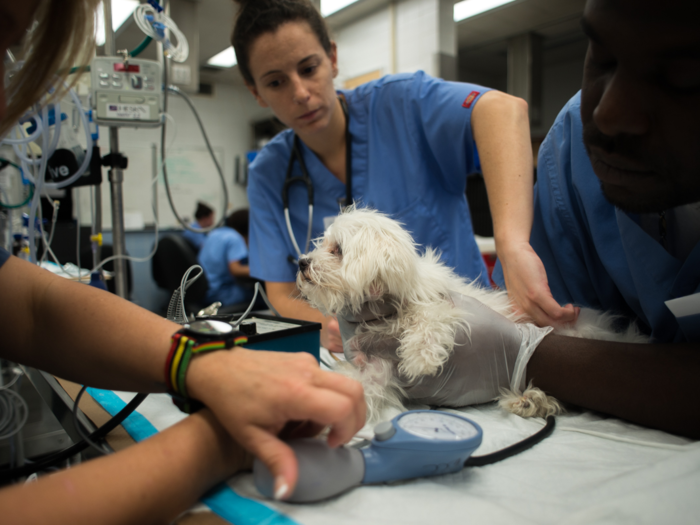 Suicide rates among veterinarians have been rising for the last three decades.