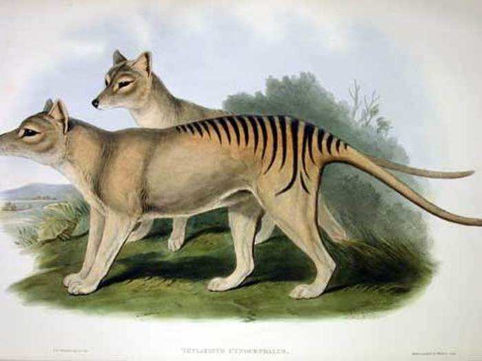 The most recent report about a Tasmanian tiger was in July: A man said he'd found a tiger footprint in the mountains near Hobart, Tasmania.