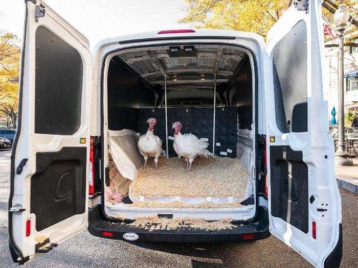 On Sunday, November 24, this year's two presidential turkeys arrived in style at The Willard Hotel in Washington, D.C.