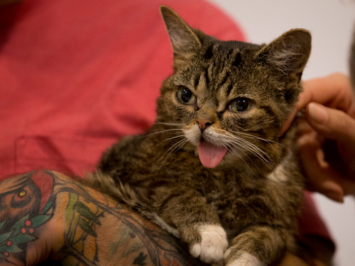 Lil Bub was discovered in the summer of 2011 in a backyard shed in rural Indiana, alongside the other kittens in her litter. However, Lil Bub was the runt of the litter, weighed only six ounces, and had to be bottle fed.