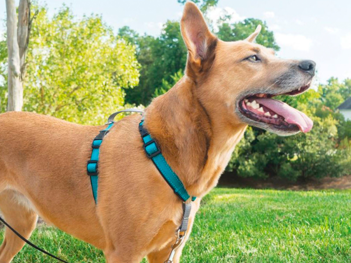 The best dog harness overall