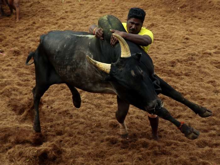 The traditional Jallikattu is a part of the Pongal festival celebrations in the state and trace its history back to 400-100 BC.