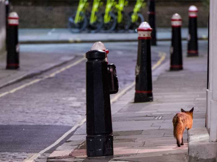 Londoners also spotted a wild fox in their streets.