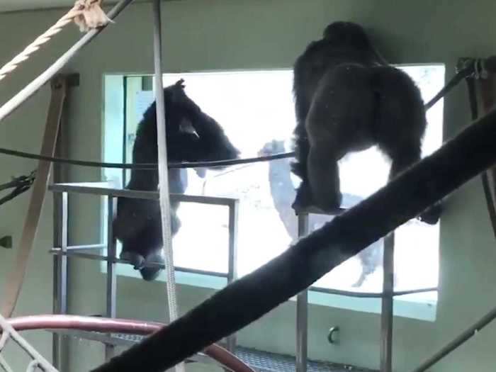 The gorillas rushed to get a closer look before jumping up and down and banging on the glass in excitement.