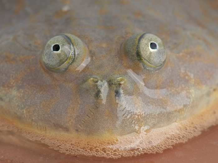 Budgett's frogs have been compared to an infamous slasher villain.