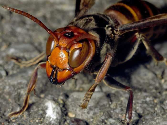 Since the summer season has just begun, and the hornets are expected to populate further in the coming months, Looney told Business Insider that the window to prevent these creatures from spreading could be "pessimistically small." But the researchers are aiming for full eradication of the species before it can take hold in other parts of the US.