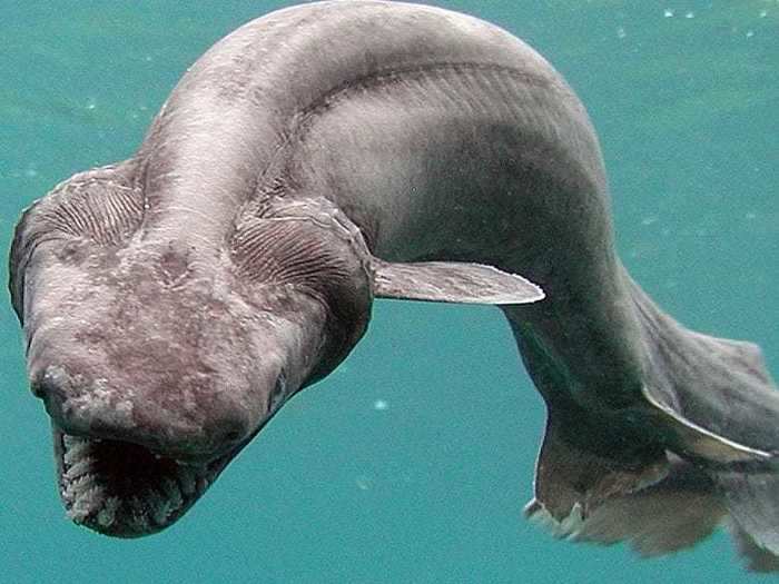 The frilled shark is a "living fossil" — a species that has retained some of the features of its primitive ancestors.