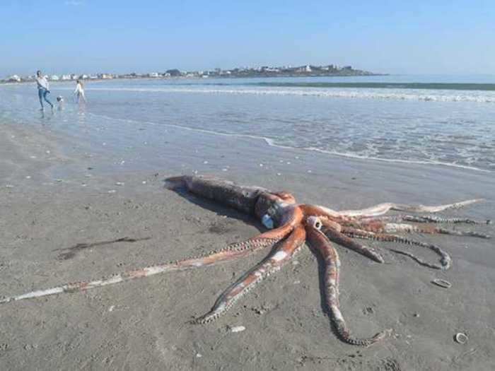 Vacationers Adéle Grosse and her husband, who were visiting Britannia Bay from Cape Town, found the giant squid on June 7, while walking on Golden Mile Beach.