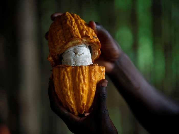 About 1.8 million tons of cocoa are produced in the Ivory Coast every year.
