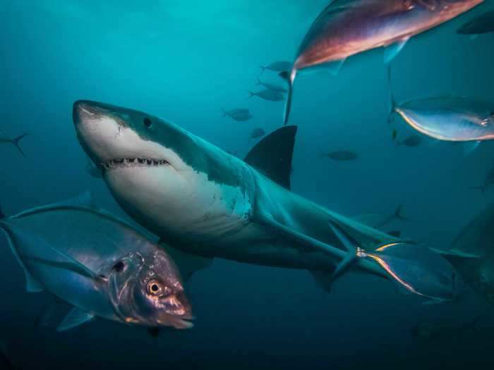 Sharks, in some form or another, have been around for 450 million years.