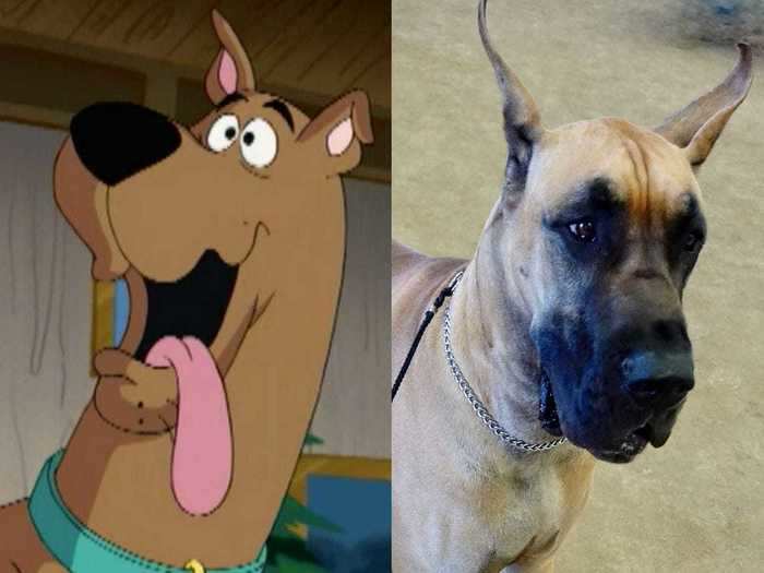 Scooby-Doo is modeled after one of the largest dog breeds.