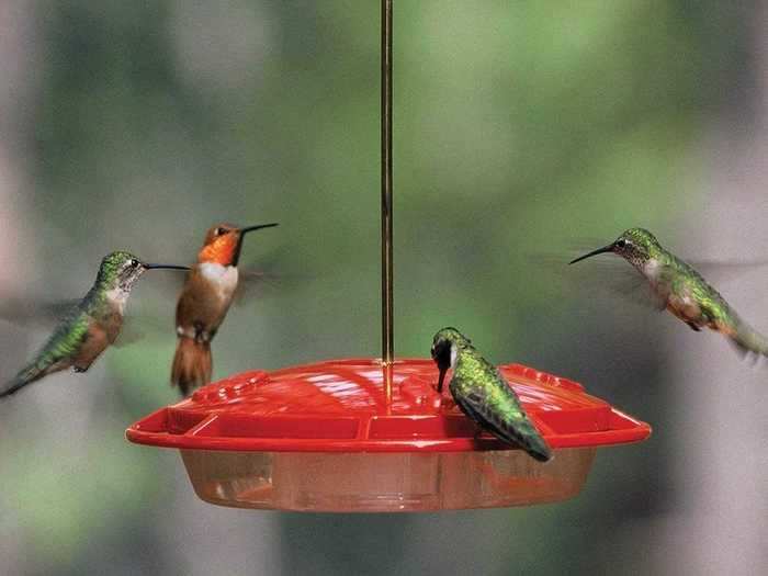 The best hummingbird feeder