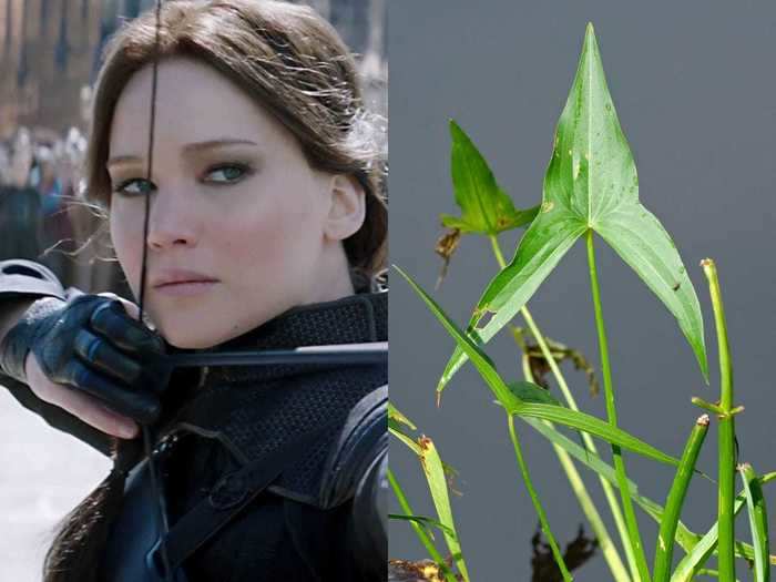 None of the names chosen by Suzanne Collins were a coincidence. Both "Katniss" and "Everdeen" have significant meanings.