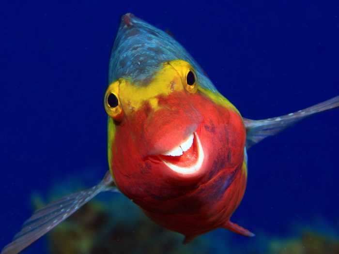 Arthur Telle Thiemann photographed a cheerful Mediterranean parrotfish in "Smiley."