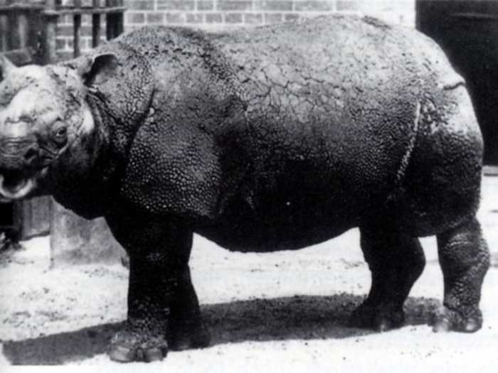 Javan Rhino