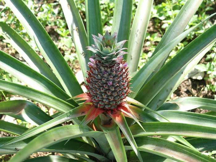 You may have thought pineapples grew on trees, but they actually live on bushes until it's harvesting time.