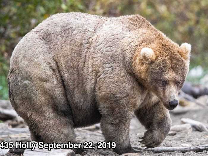 It's fall, which can only mean one thing: It's Fat Bear Week at Alaska's Katmai National Park and Preserve. Here's last year's winner, 435 Holly.