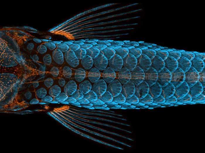 First place went to an image that revealed a stunning truth about zebrafish.