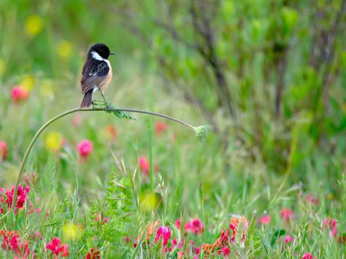 The youngest photographer to win an award, 10-year-old Andrés Luis Dominguez Blanco, captured a stonechat balancing on a delicate stem.