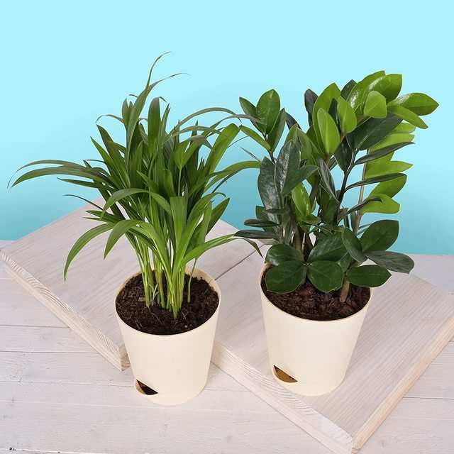 Best Indoor Plants For Indian Climate