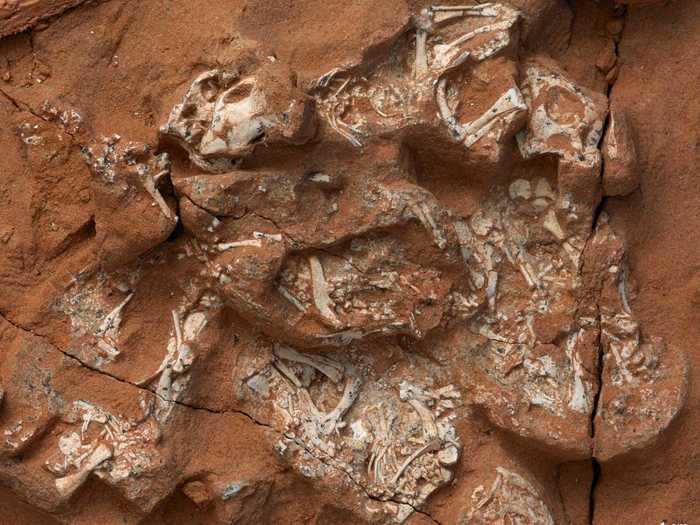 Some archaeological findings this year date back to the Mesozoic era. Paleontologists discovered that early dinosaurs laid leathery, soft-shelled eggs, like snakes and turtles do.