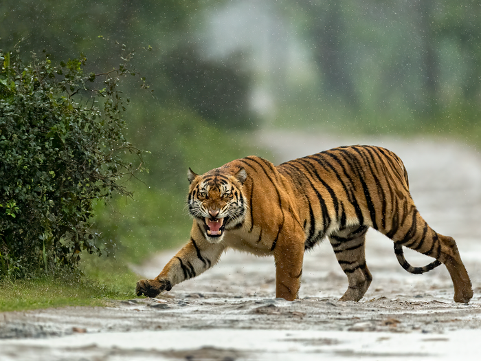 ​Tiger, Kaziranga National Park, Assam