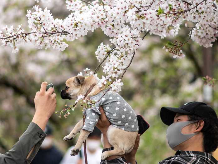 Each spring, cherry trees bloom in many corners of the world.