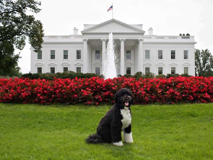 Bo, a Portuguese water dog, joined the Obamas at the White House in April 2009.
