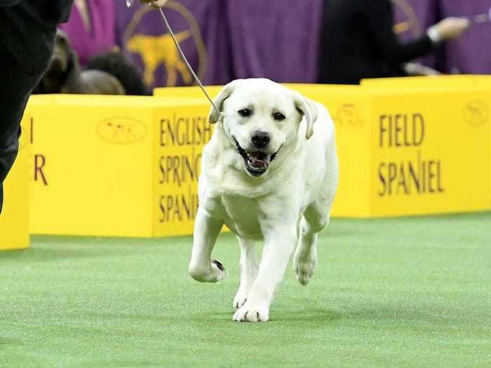 Labradors are the most popular dog in the US, but they've never won Best in Show at Westminster.
