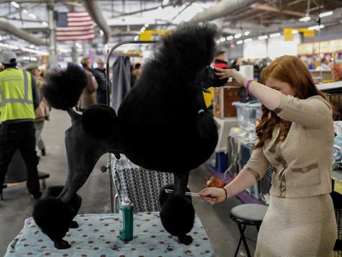 This black standard poodle knows the drill for its meticulous grooming.