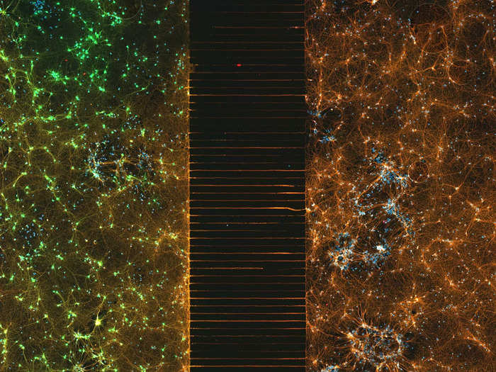 An image of 300,000 networking neurons inside a microchip took second place in the contest. A bridge of axons - the long fibers that allow neurons to communicate - splits the two groups of neurons.
