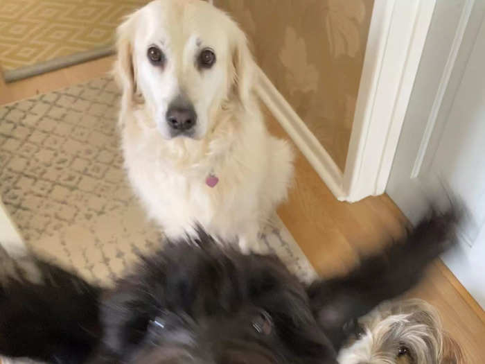 Highly Commended: In "Photo Bomb," Mollie Cheary's dog Bailey wanted to be front and center.