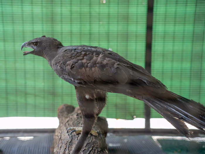 The hawk-eagle was found with burned feathers and taken in by Singapore's Jurong Bird Park on January 8.