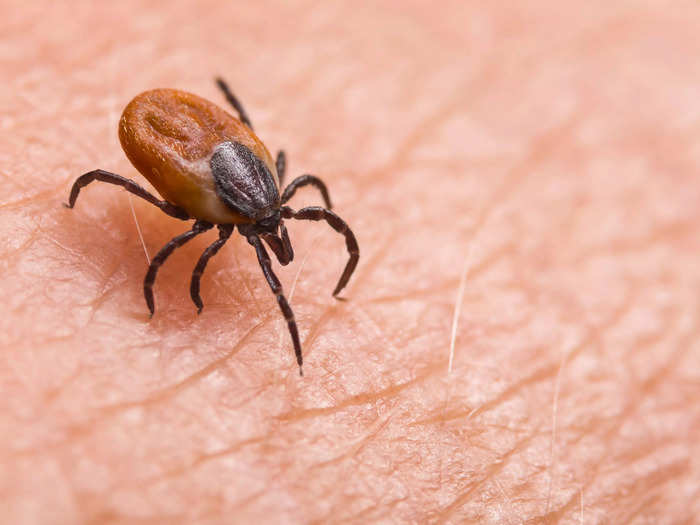 Lyme disease is the most common tick-borne illness in the US, and it's probably under-diagnosed.