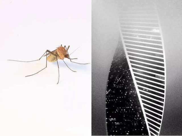 
Gene Drives: The advanced sci-fi technology to fight malaria mosquito explained

